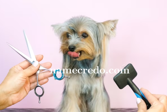 Latest Trends in Pet Grooming: Innovations and New Products for Your Furry Friends